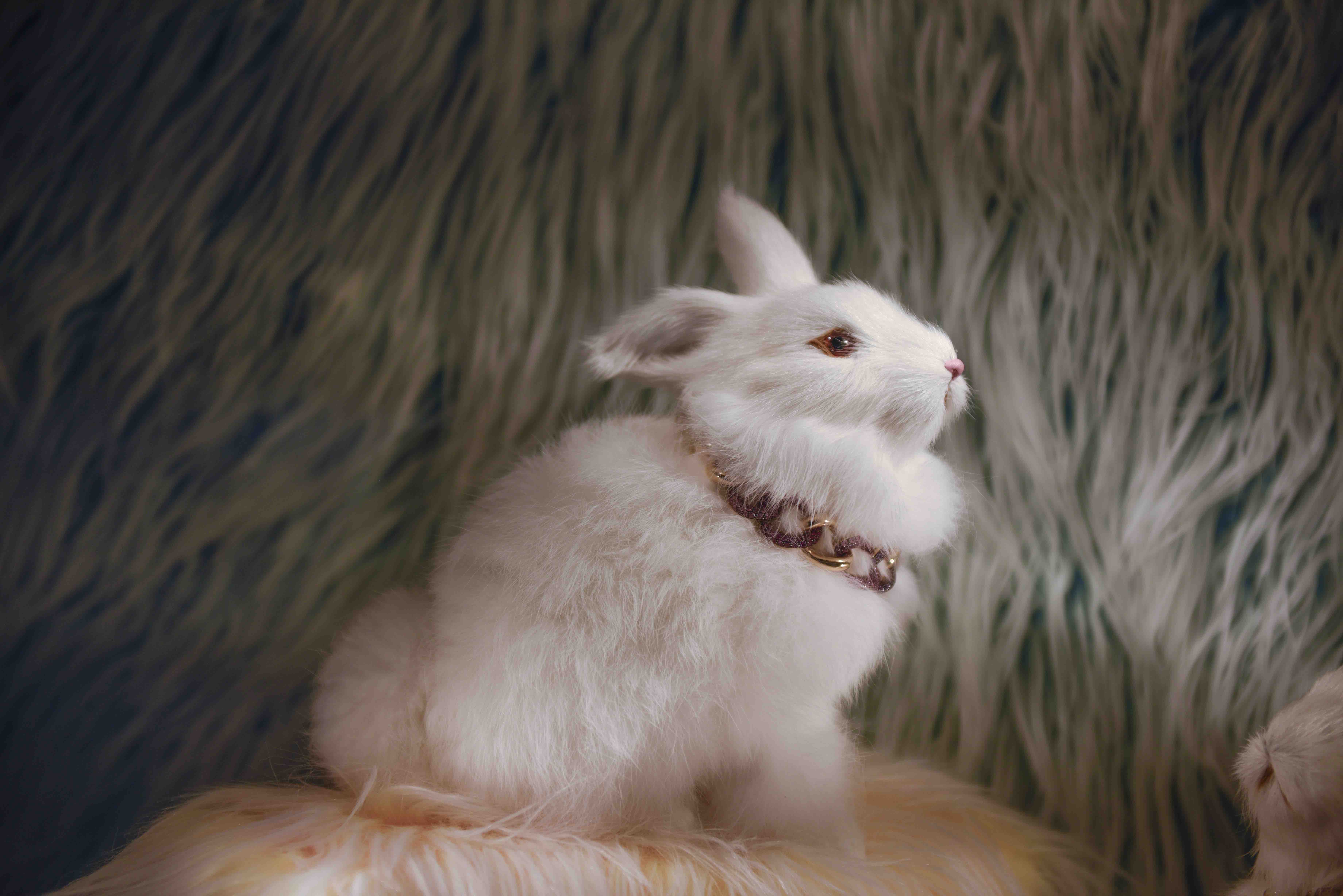 BunnyJpegwebsitecopy