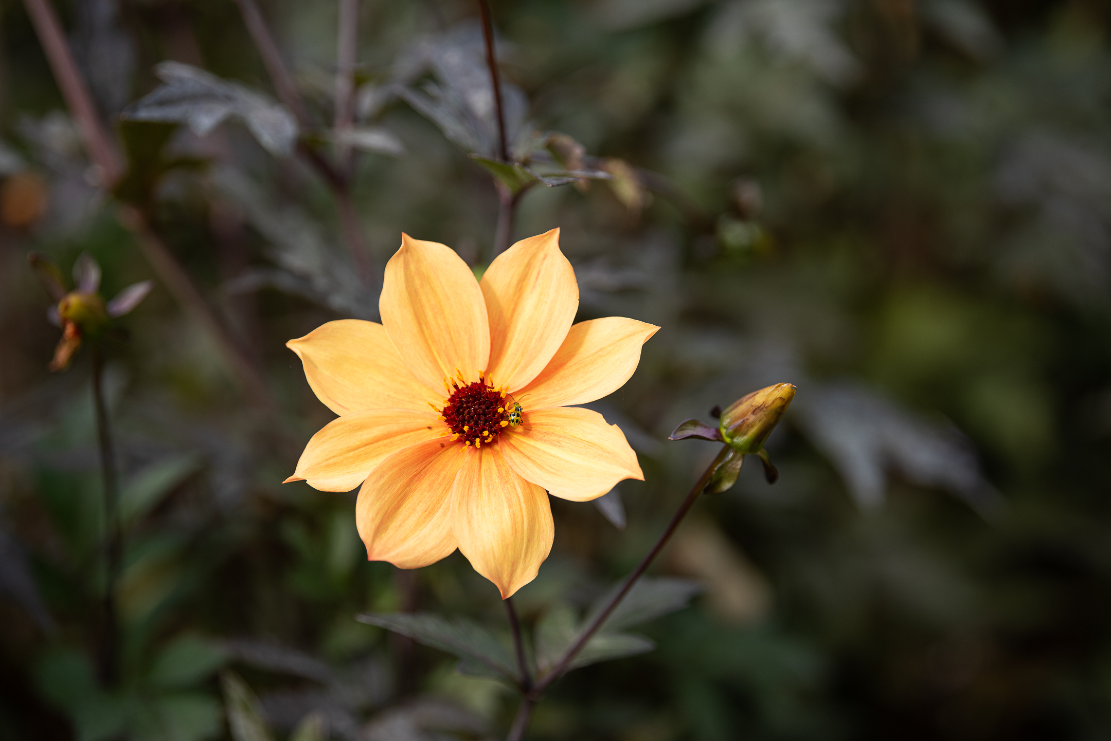 orangeflower-6