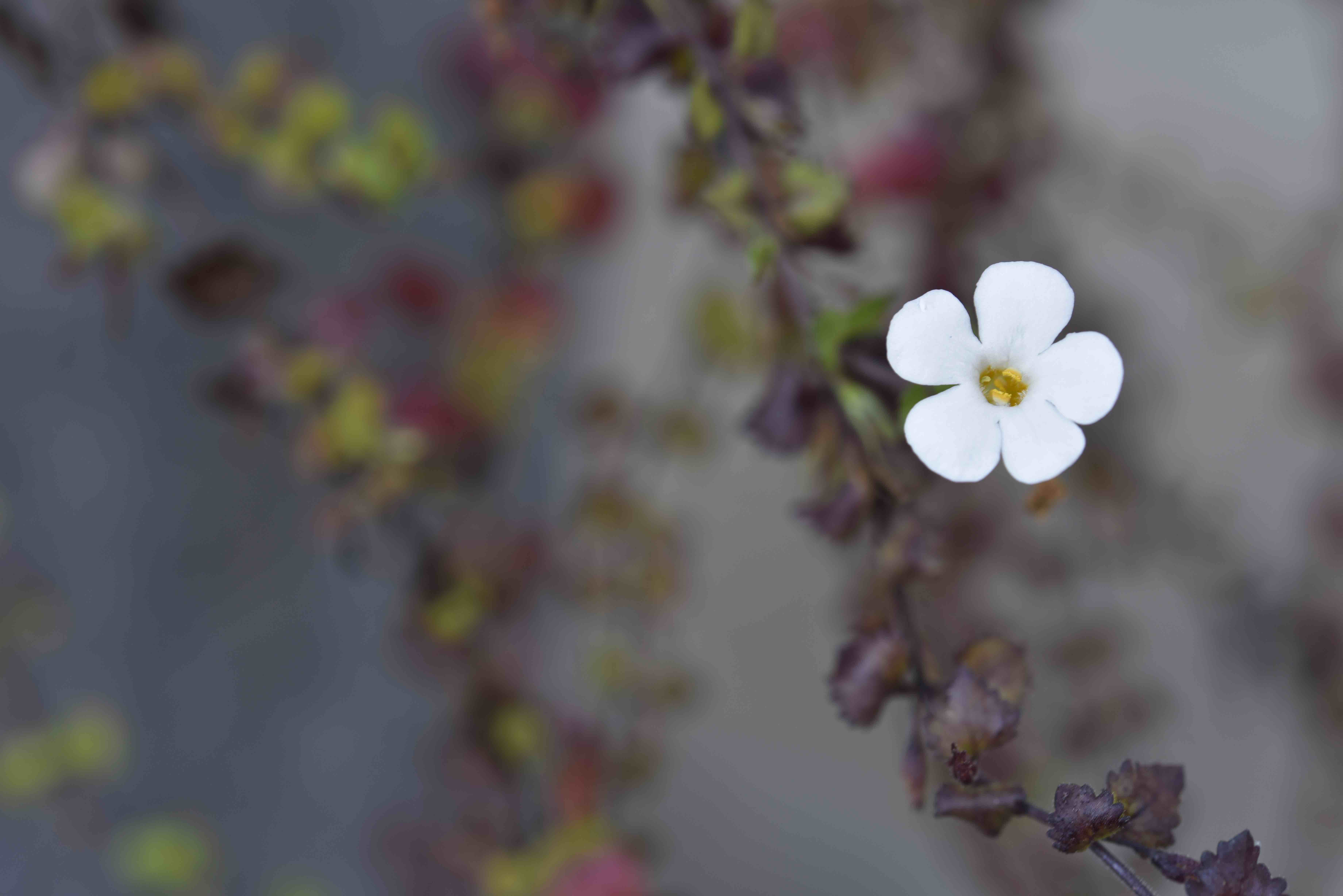 whiteflowerpurplevinesjpegwebsite